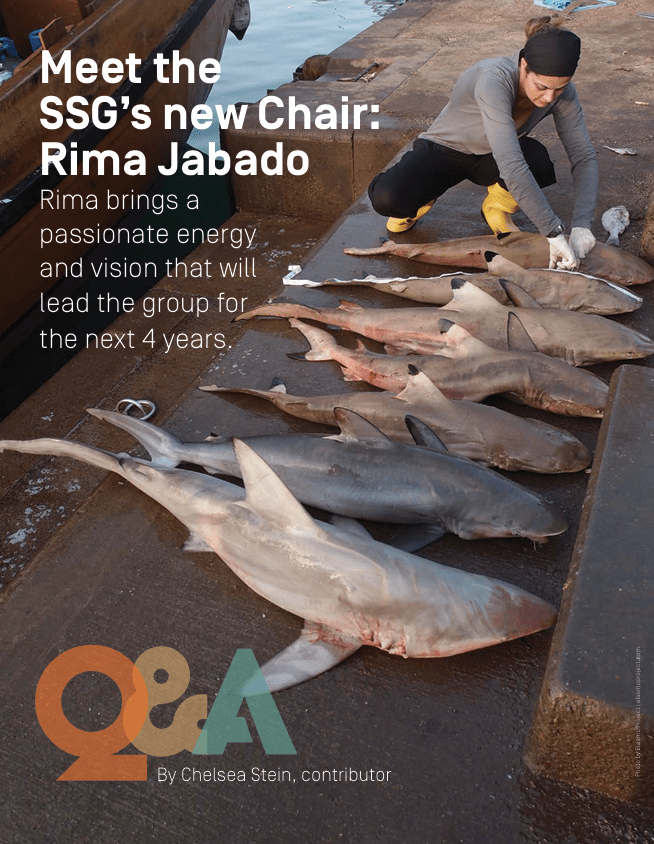 Screenshot of article cover in Shark News magazine.