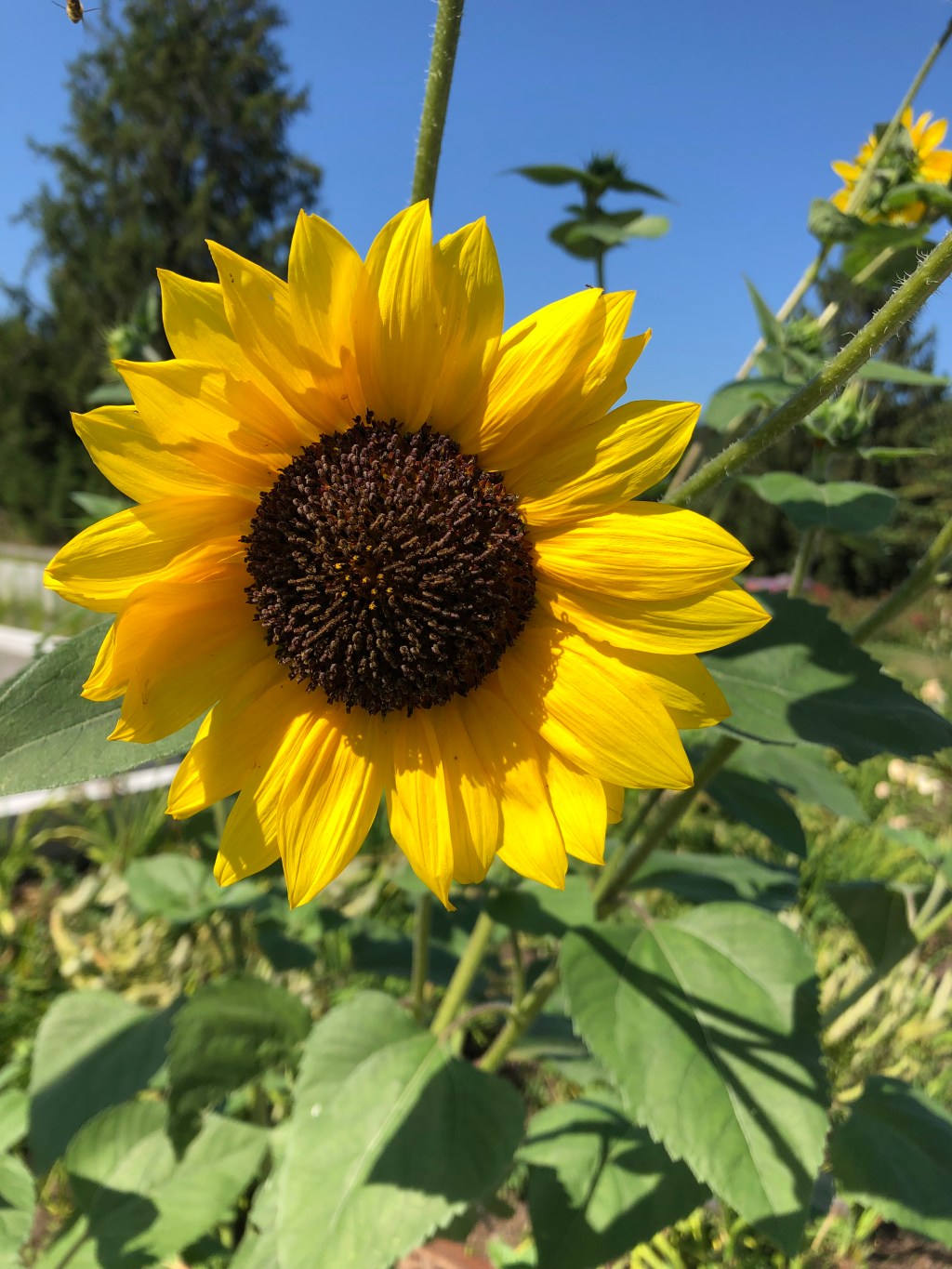 Sunflower close-up.